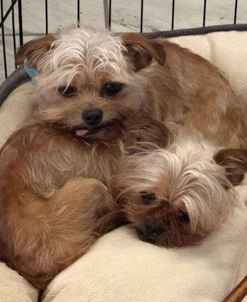 Photo 3 of Baby & Bae Bae Gatlin Bonded Pair