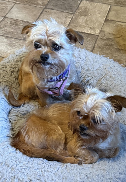 Baby & Bae Bae Gatlin Bonded Pair, an adoptable Terrier in Saunderstown, RI