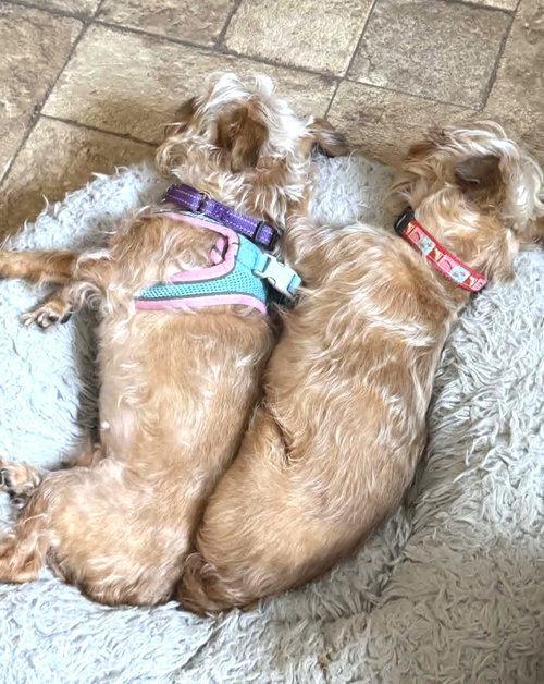 Photo 2 of Baby & Bae Bae Gatlin Bonded Pair