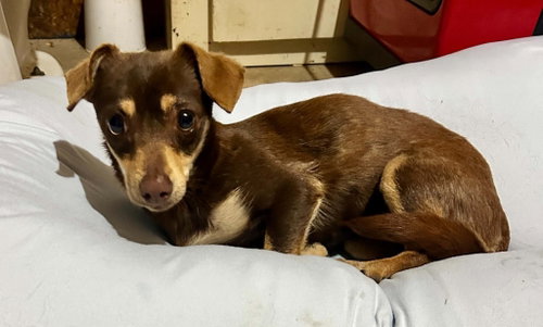 Nala Therrien, an adoptable Chihuahua in Saunderstown, RI