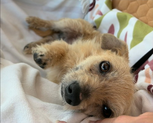 Fenway Sotis, an adoptable Terrier in Saunderstown, RI