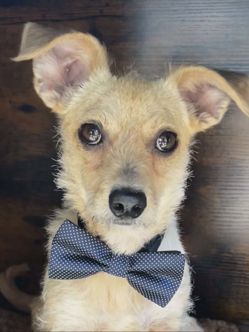 Fenway Sotis, an adoptable Terrier in Saunderstown, RI