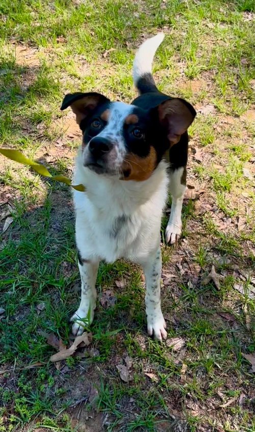 Frost Clarke, an adoptable Australian Shepherd in Saunderstown, RI