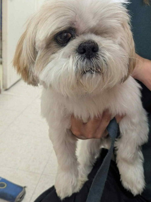 Comet OS Medeiros, an adoptable Shih Tzu in Saunderstown, RI