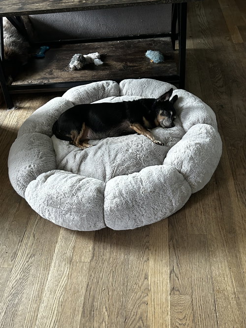 Blanche & Dorothy PAC Bonded, an adoptable Chihuahua in Saunderstown, RI