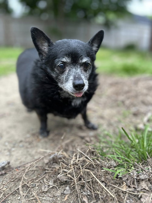 Blanche & Dorothy PAC Bonded, an adoptable Chihuahua in Saunderstown, RI