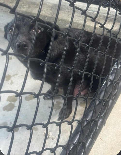 Millie Bean, an adoptable Terrier in Saunderstown, RI