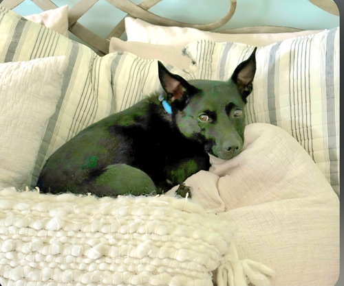 Millie Bean, an adoptable Terrier in Saunderstown, RI