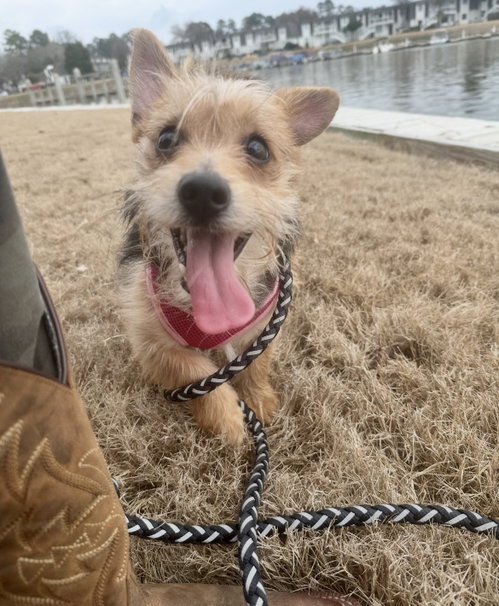 Luna Weaver, an adoptable Yorkshire Terrier Yorkie in Saunderstown, RI