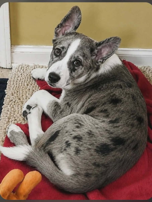 Chester Clarke, an adoptable Australian Shepherd in Saunderstown, RI
