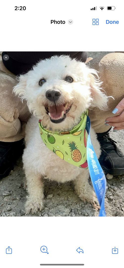 Teddy Plunkett, an adoptable Bichon Frise in Saunderstown, RI