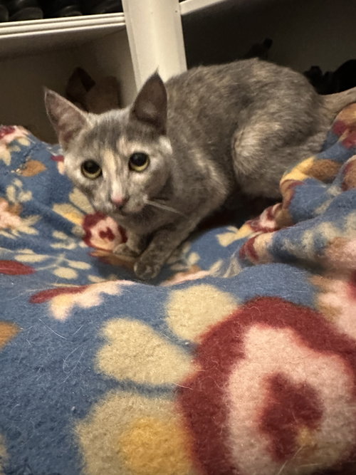 Taco C Ingram, an adoptable Calico in Saunderstown, RI