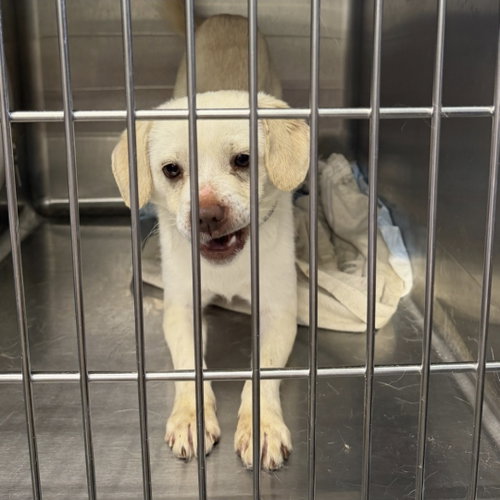 Porkchop Pickles, an adoptable Terrier in Saunderstown, RI