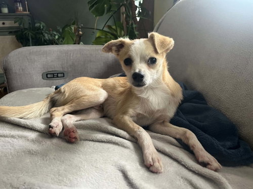 Prentiss Gatlin, an adoptable Chihuahua in Saunderstown, RI