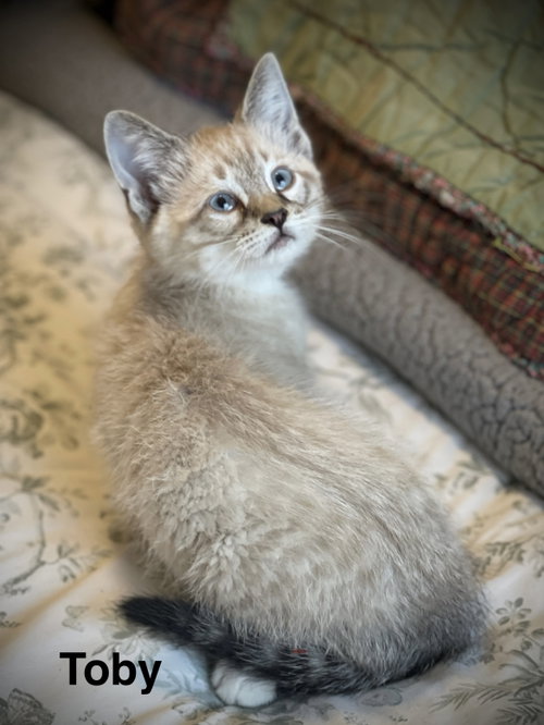 Toby C Gatlin, Baby Siamese / Domestic Short Hair / Mixed (short coat), cat for adoption in Pawtucket, Rhode Island