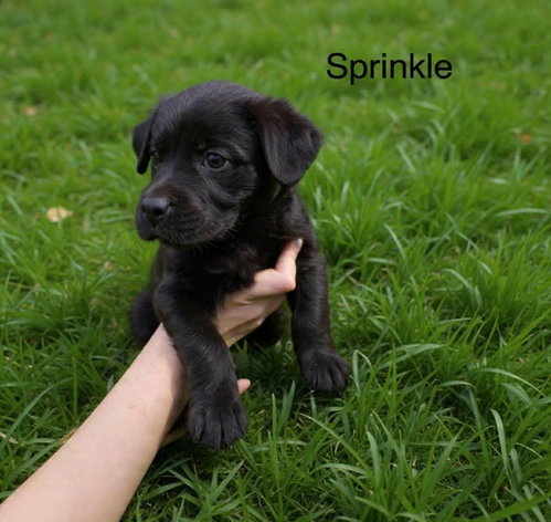 Sprinkle Wood, an adoptable Labrador Retriever in Saunderstown, RI