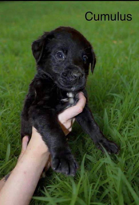 Cumulus Wood, an adoptable Labrador Retriever in Saunderstown, RI