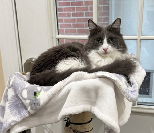 Stuart c Harrell, Senior Domestic Medium Hair / Mixed (long coat), cat for adoption in Saunderstown, Rhode Island