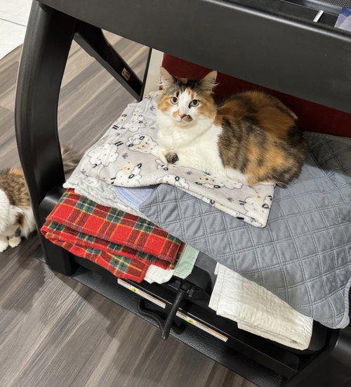 Sweetie c harrell, Adult Calico / Mixed (medium coat), cat for adoption in Saunderstown, Rhode Island