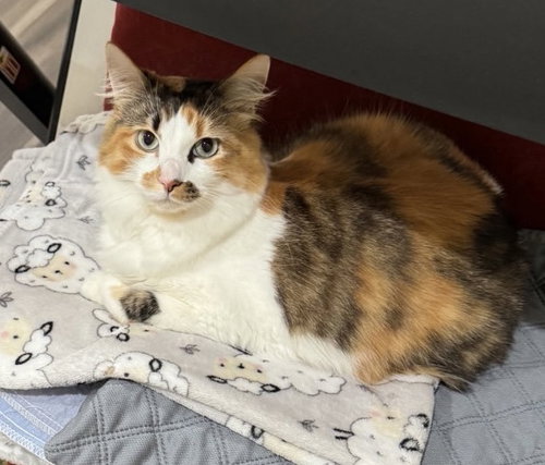 Sweetie c harrell, Adult Calico / Mixed (medium coat), cat for adoption in Saunderstown, Rhode Island