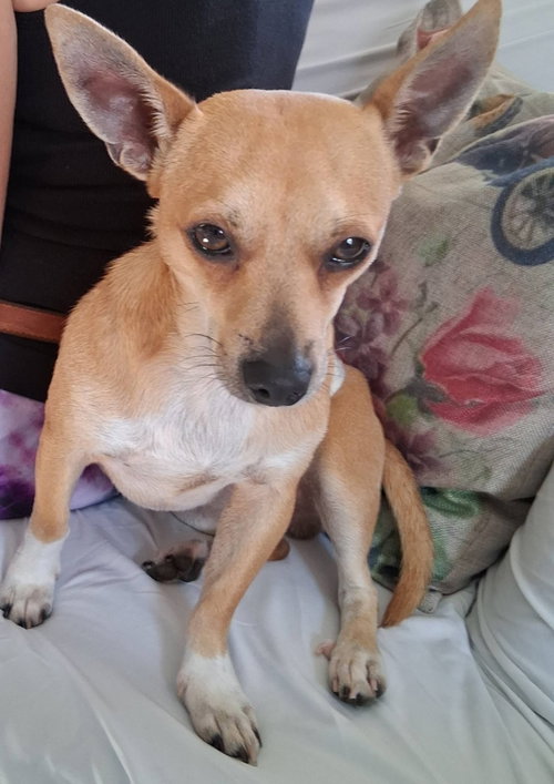 Joey Hadley, an adoptable Chihuahua in Saunderstown, RI