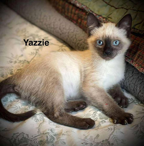 Yazzie C Gatlin