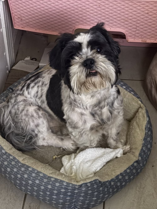 Bentley and Bailey Hadley bonded pair
