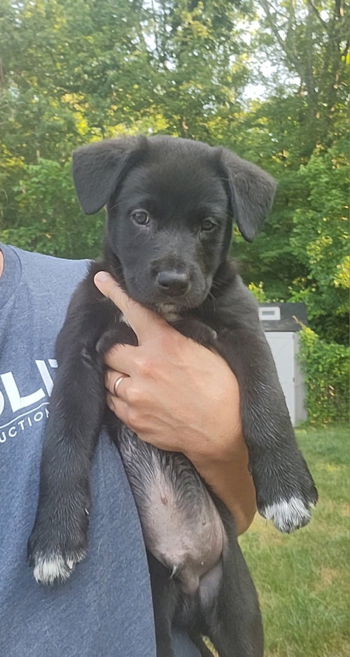Orion Onyx, an adoptable Labrador Retriever in Saunderstown, RI