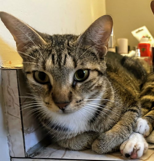 Chloe C Kirk, a cat for adoption from Friends of Homeless Animals, Inc.