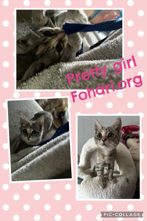 Pretty Girl C Kirk, an adoptable Tabby in Saunderstown, RI