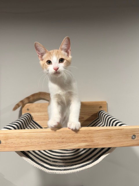 Ollie C Reams, an adoptable Tabby in Saunderstown, RI