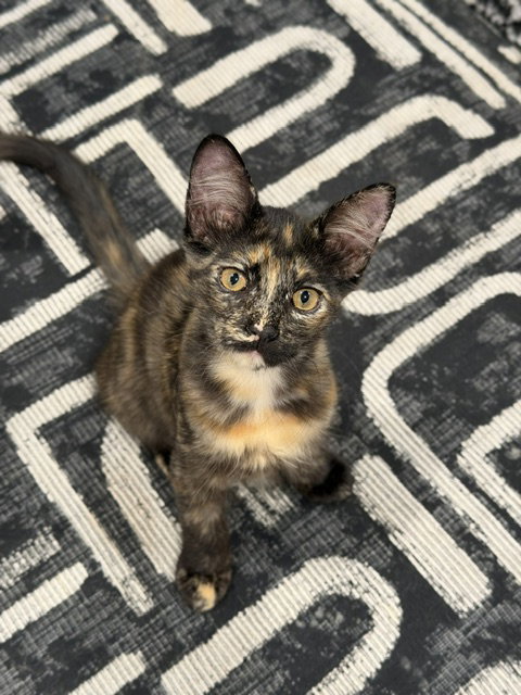 Callie C Reams, an adoptable Tortoiseshell in Saunderstown, RI