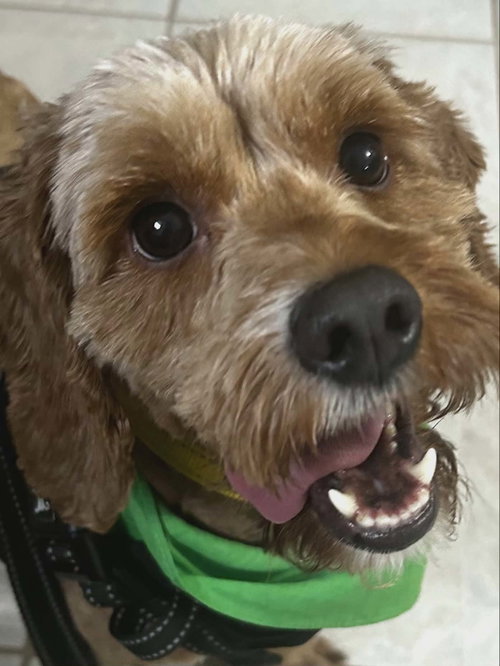 Willow Moore, an adoptable Cockapoo in Saunderstown, RI