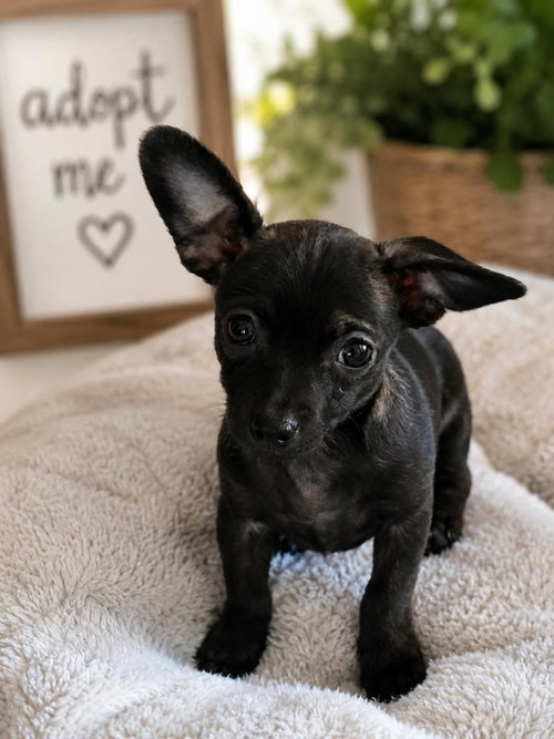 Poco Moore, an adoptable Chihuahua in Saunderstown, RI
