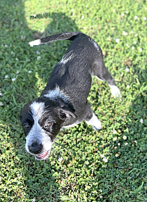 Cow White, an adoptable Wire-haired Pointing Griffon in Saunderstown, RI