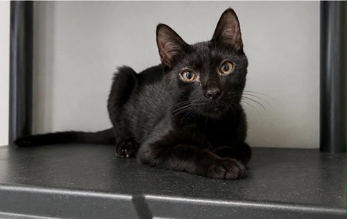 Sprite C Grace, a cat for adoption from Friends of Homeless Animals, Inc.