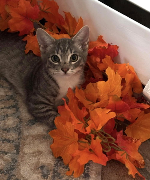 CHONG C BELL - Tabby available for adoption