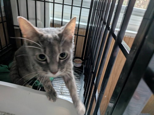 Lucinda C Ingram, an adoptable Tabby in Saunderstown, RI