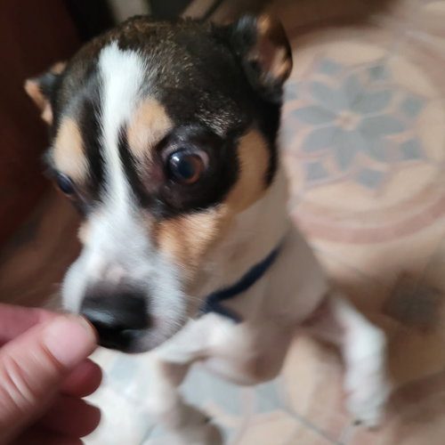 Jack Kirkland, an adoptable Rat Terrier in Saunderstown, RI