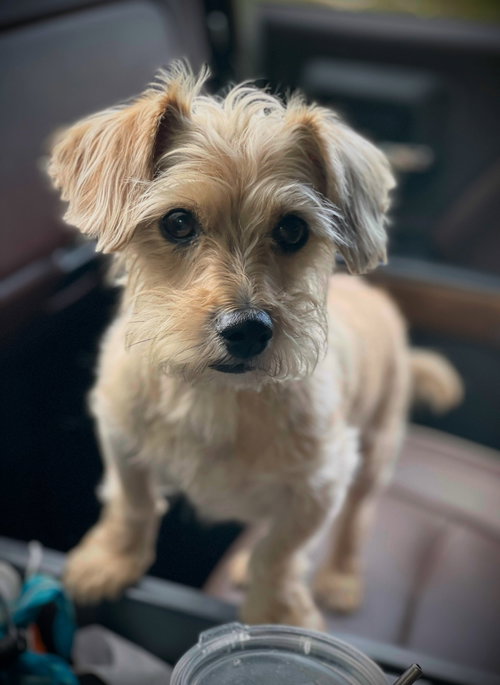 Scotty Gatlin, an adoptable Shih Tzu in Saunderstown, RI