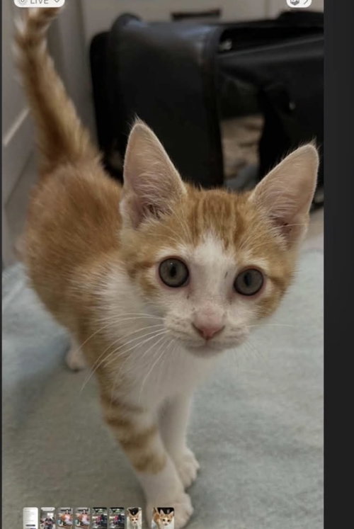 Mango C Hall, an adoptable Tabby in Saunderstown, RI