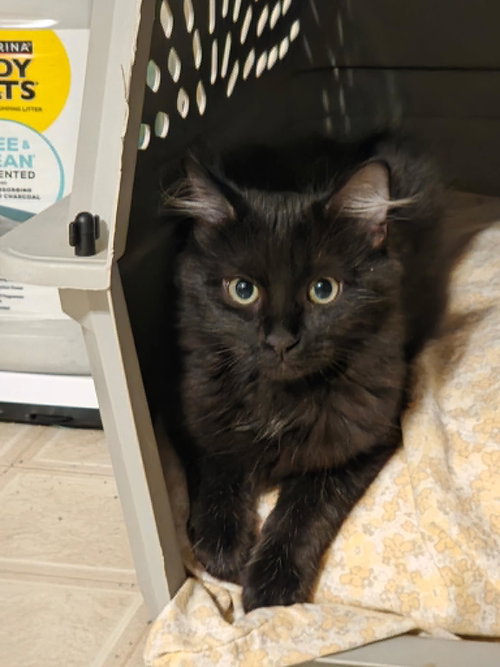 Dim Sum C Harrell, an adoptable Domestic Medium Hair in Saunderstown, RI