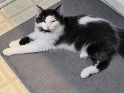 Kung Pow C Harrell, an adoptable Domestic Medium Hair in Saunderstown, RI