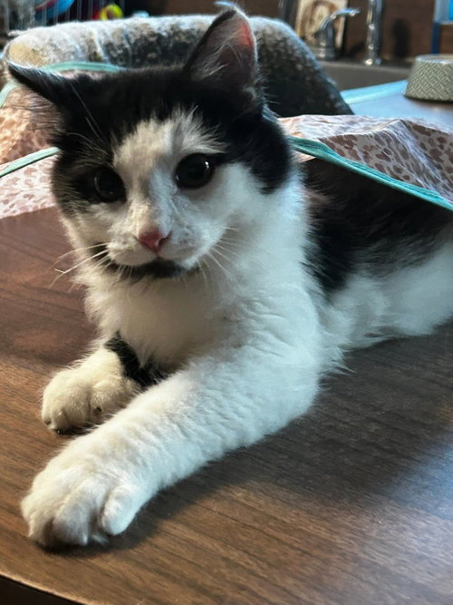 Kung Pow C Harrell, an adoptable Ragdoll in Saunderstown, RI