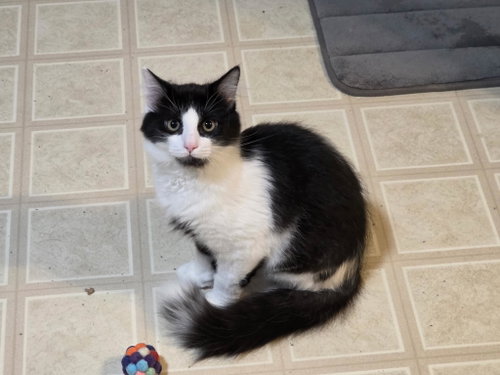 Low Mein C Harrell, an adoptable Domestic Medium Hair in Saunderstown, RI