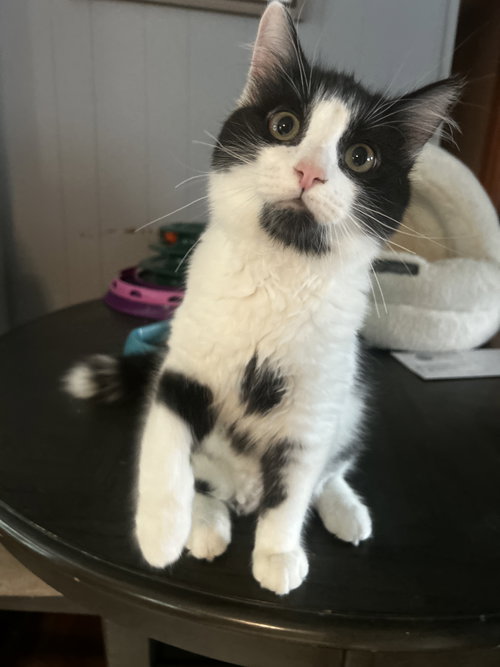 Low Mein C Harrell, an adoptable Ragdoll in Saunderstown, RI