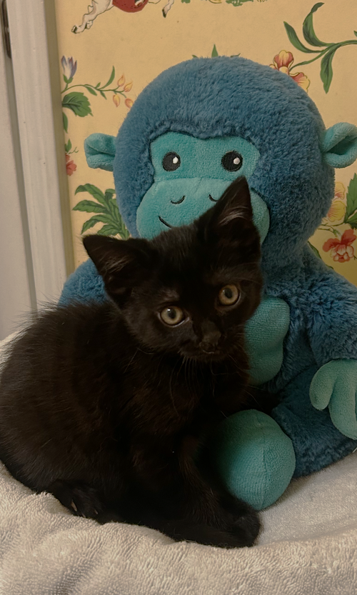 Phen C Ingram, an adoptable Domestic Short Hair in Saunderstown, RI