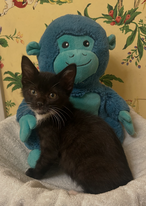 Bodhi C Ingram, an adoptable Tuxedo in Saunderstown, RI