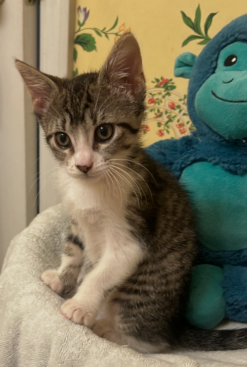 Christopher C Ingram, an adoptable Tabby in Saunderstown, RI