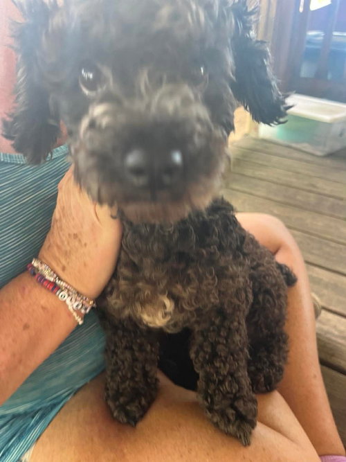 Kissie Moore, an adoptable Poodle in Saunderstown, RI